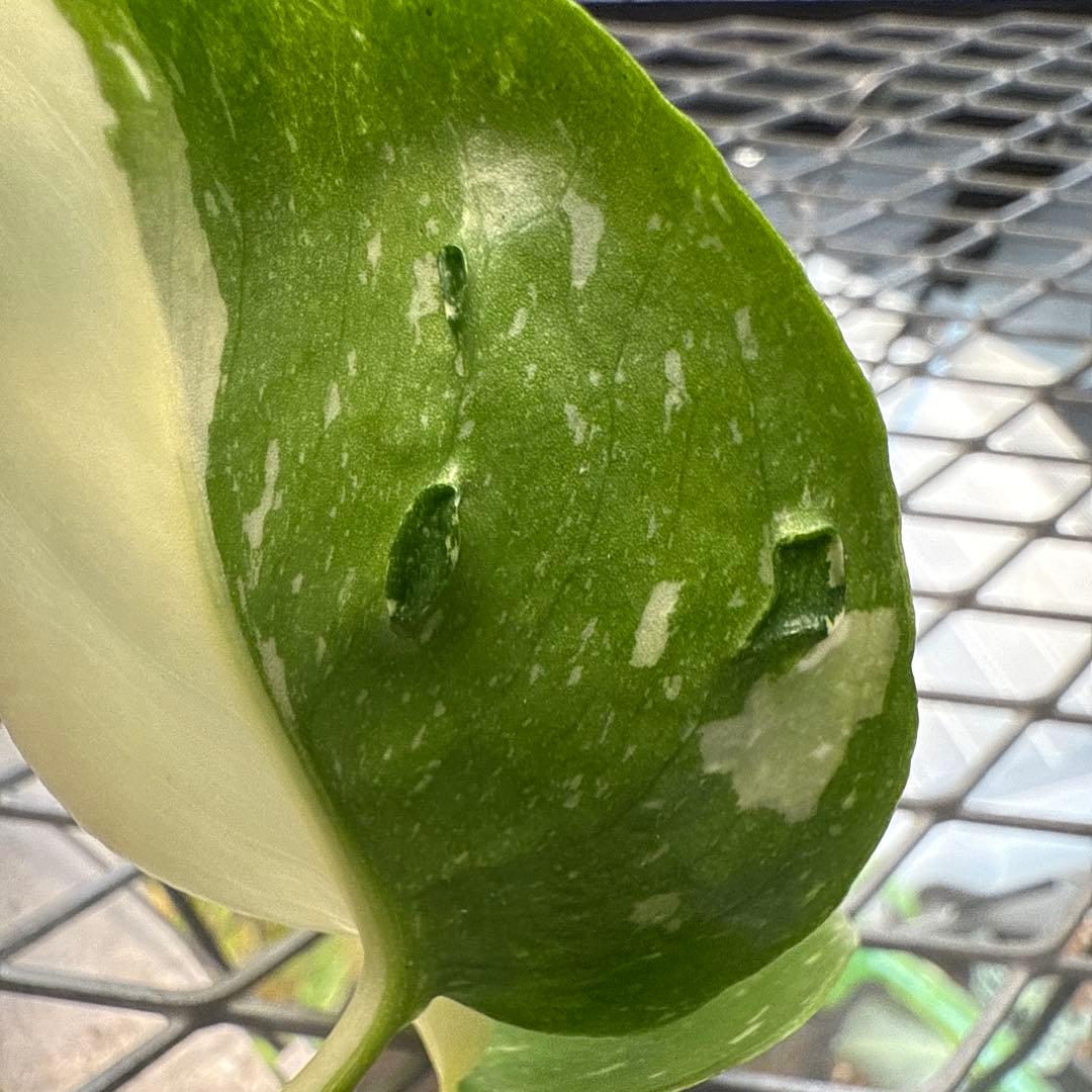 や*す様 極上 モンステラ メデューサ