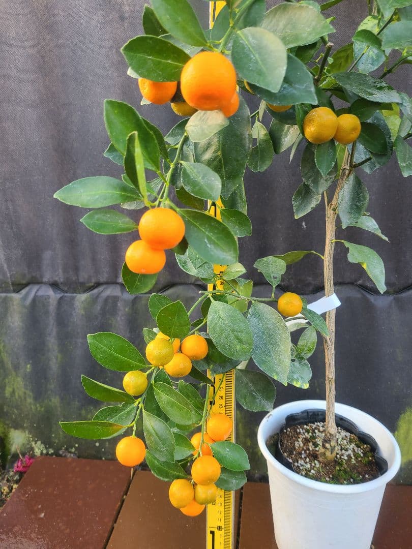 ①タチバナ（橘）実付き大株 6号鉢 接木3年生苗日本固有柑橘・耐寒性◎ 現品発送