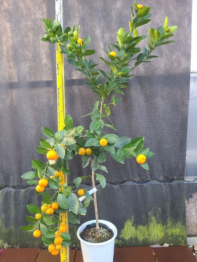 ①タチバナ（橘）実付き大株 6号鉢 接木3年生苗日本固有柑橘・耐寒性◎ 現品発送