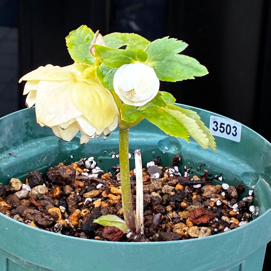 u*0様 3503☘️蕾花付☘️極上☘️強香￼⭐️かぐや姫⭐️￼フレグランス⭐️