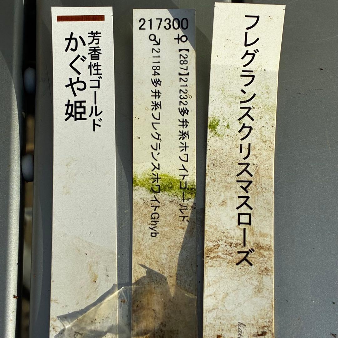 u*0様 3503☘️蕾花付☘️極上☘️強香￼⭐️かぐや姫⭐️￼フレグランス⭐️