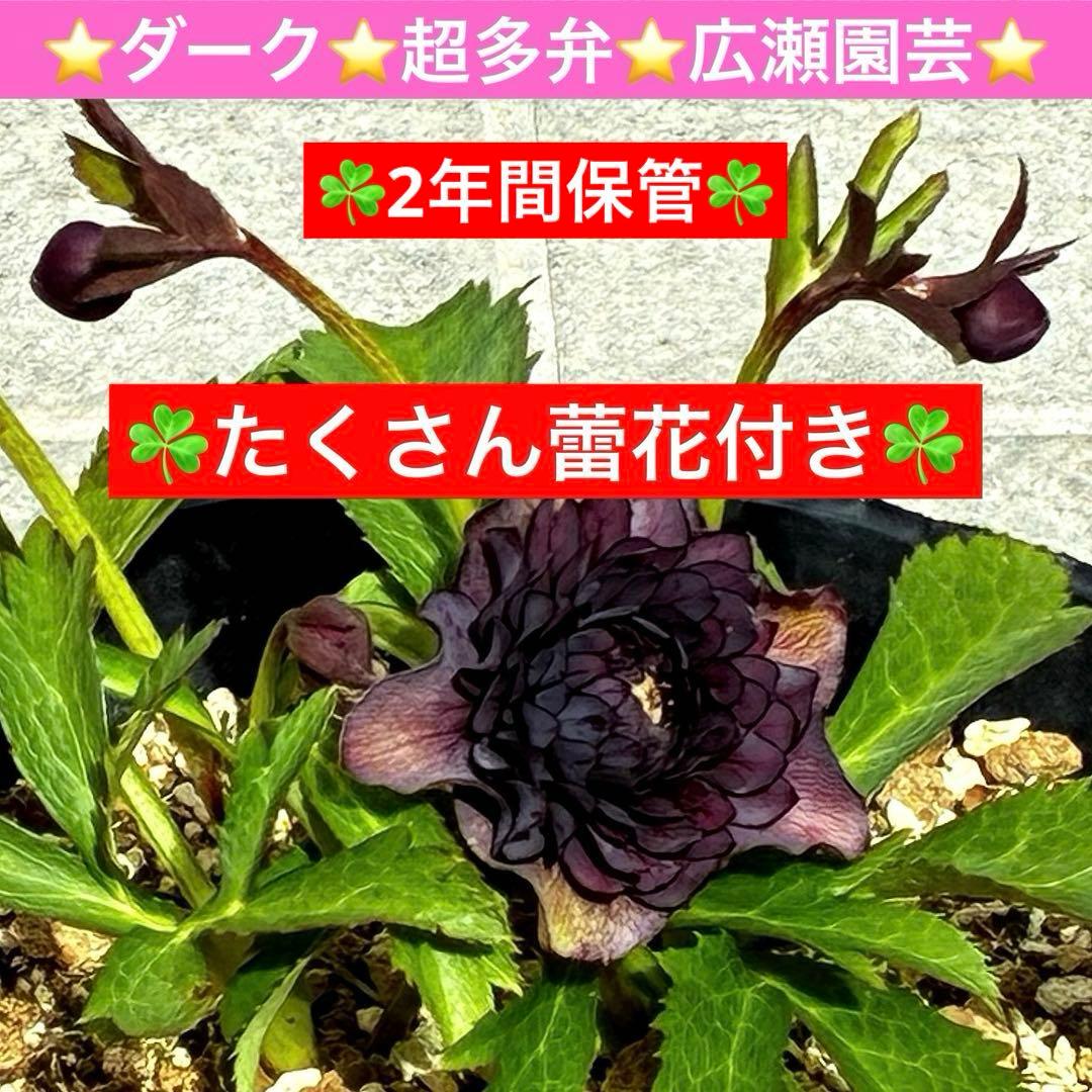 m*i様 3497☘️たくさん蕾花付き☘️２年間保管☘️⭐️ダーク⭐️超多弁⭐️