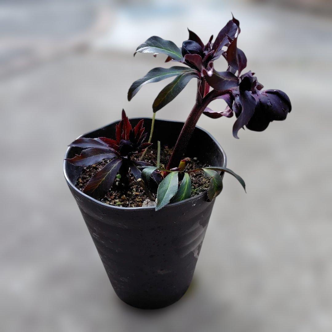 【開花株】クリスマスローズ　広瀬ブラック