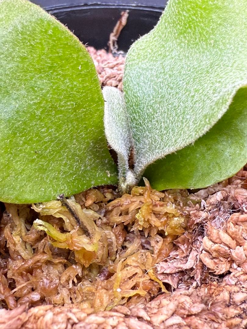 P.Pink Princess sporelingピンクプリンセス　スポア株