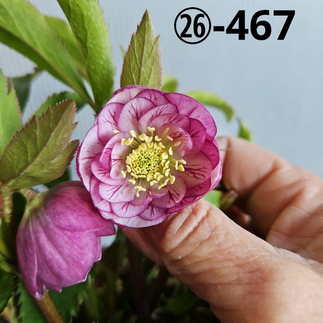 ㉖-467クリスマスローズ