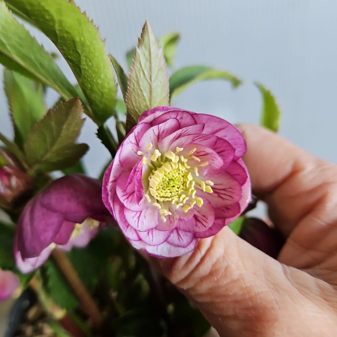 ㉖-467クリスマスローズ