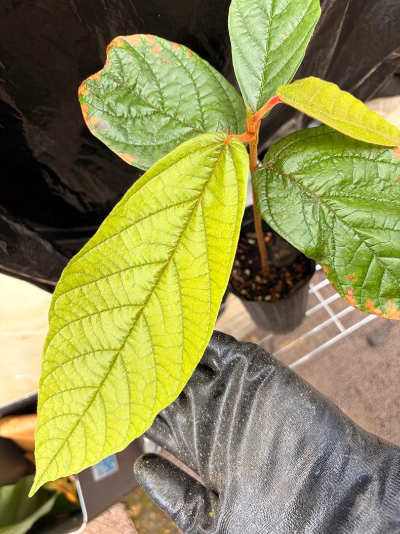 限定1株 クプアス苗 Theobroma grandiflorum