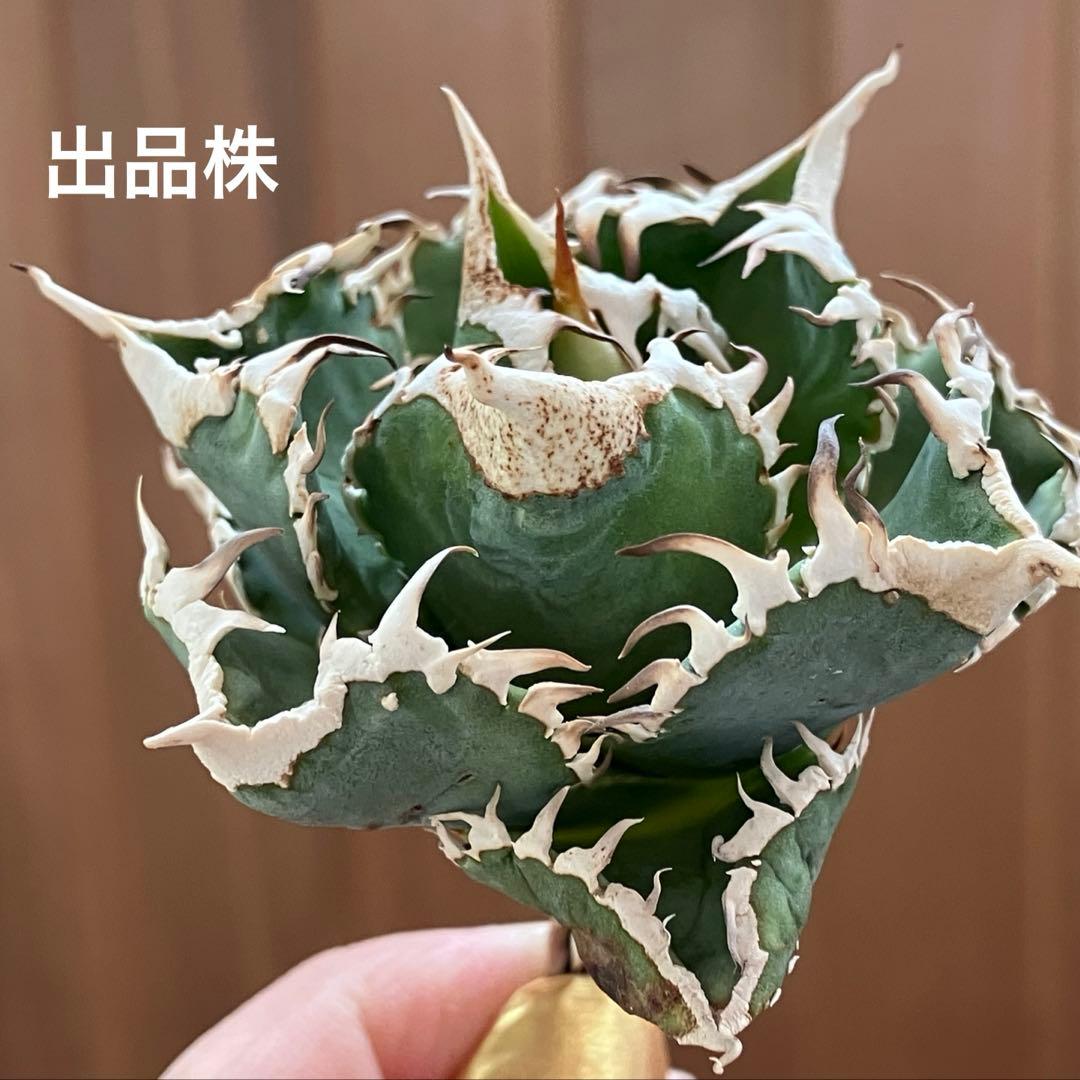 K*S様 【初売りオークション】84 選抜　コンパクト　アガベ　白豪刺　TC