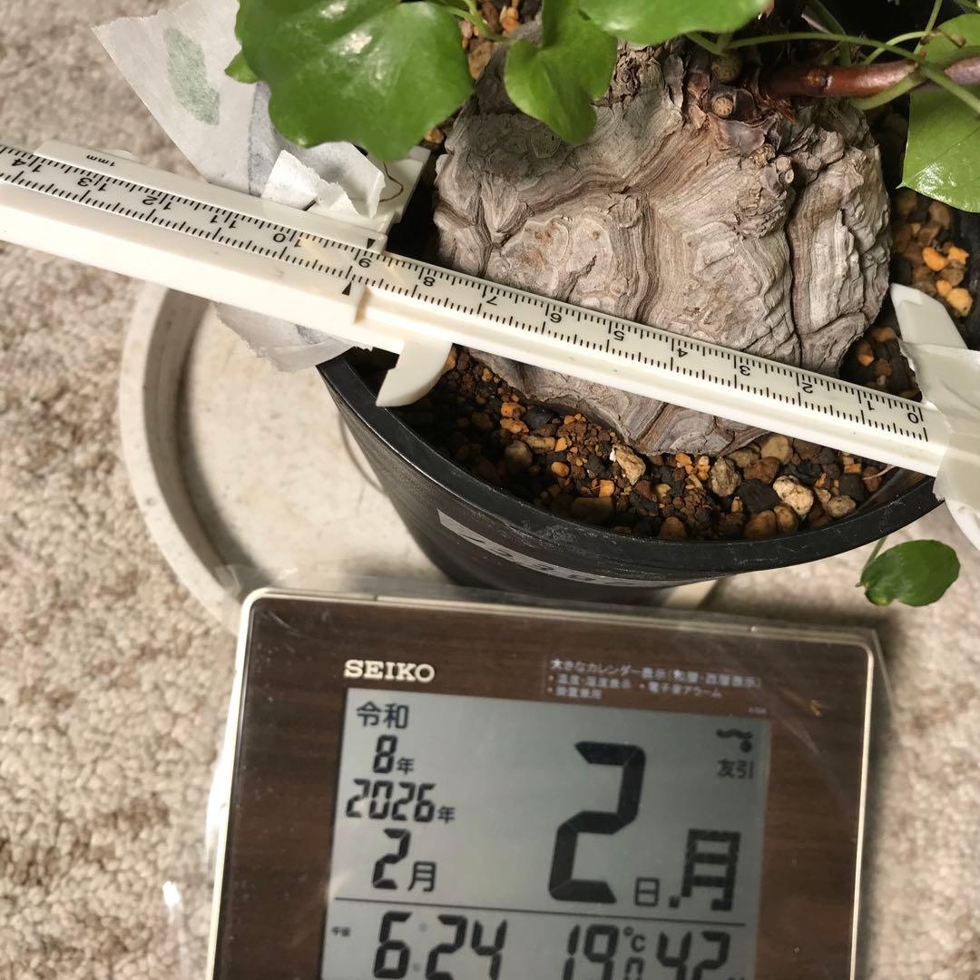 アフリカ亀甲竜迫力ある、大株です。葉を付けて、大きく成長しています。