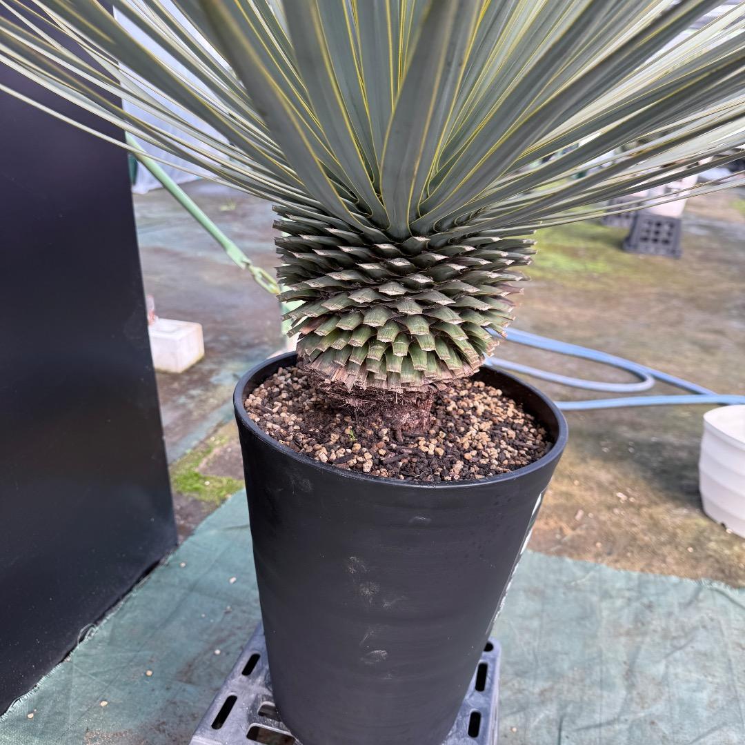 【AL1107】ユッカ　ロストラータ 超美形　極太