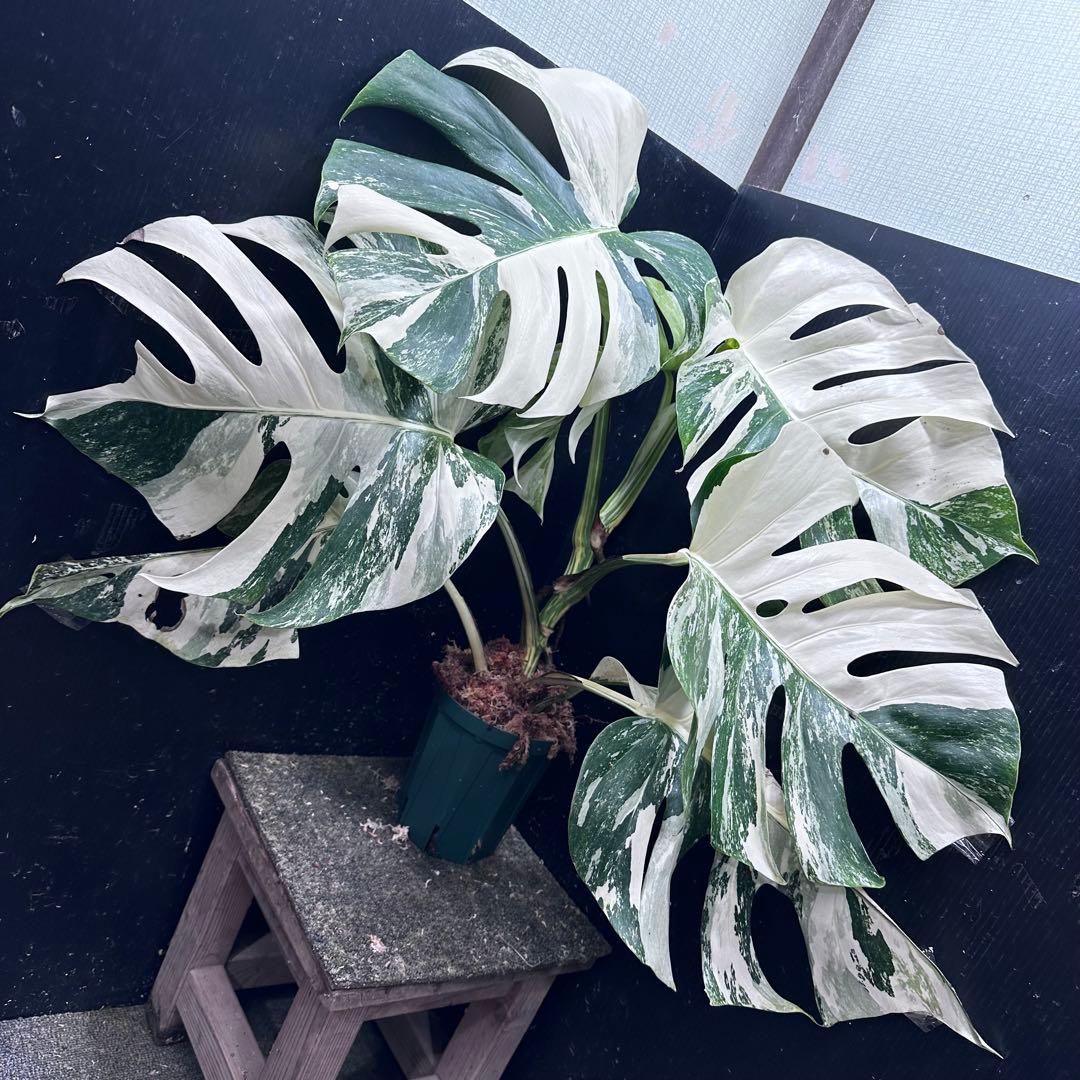N*A様 斑入りモンステラ ホワイトタイガー極美大株73cm白斑多