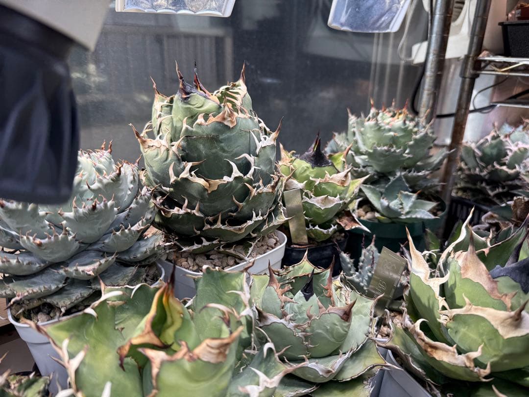 Collection オテロイ / 購入時名称スーパーチタノタ 悪魔くん