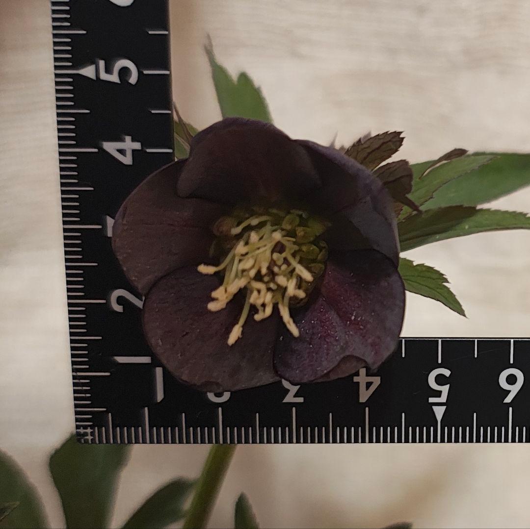 2618小輪系カップ咲ブルーグレーss 若泉ファームクリスマスローズ開花株