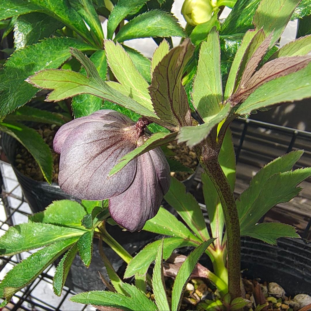 2618小輪系カップ咲ブルーグレーss 若泉ファームクリスマスローズ開花株