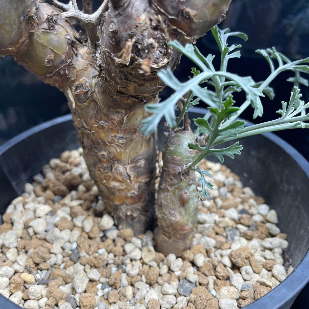 ペラルゴニウム・クリズミフォリウム②