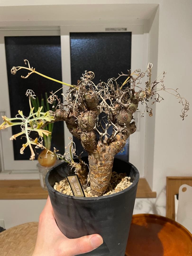 ペラルゴニウム・クリズミフォリウム②