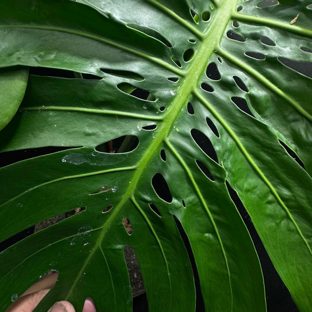 モンステラデリシオーサマクロコズム超希少系統鉢植え65㎝