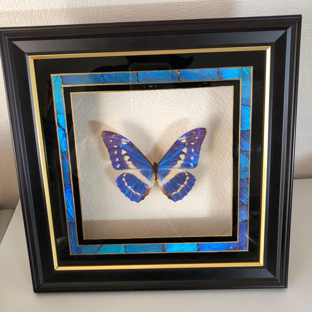 サ*ヤ様 キプリスモルフォ蝶 コロンビア 標本 額縁入り