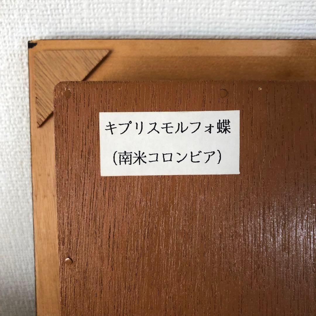 サ*ヤ様 キプリスモルフォ蝶 コロンビア 標本 額縁入り