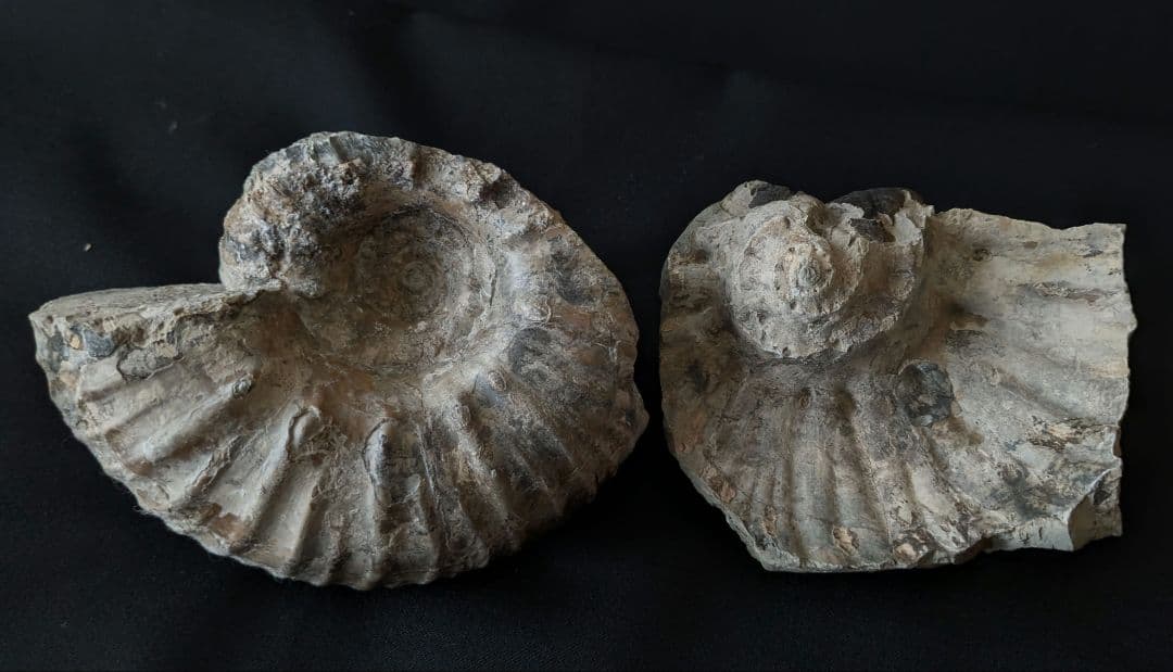 北海道産　アンモナイト　化石