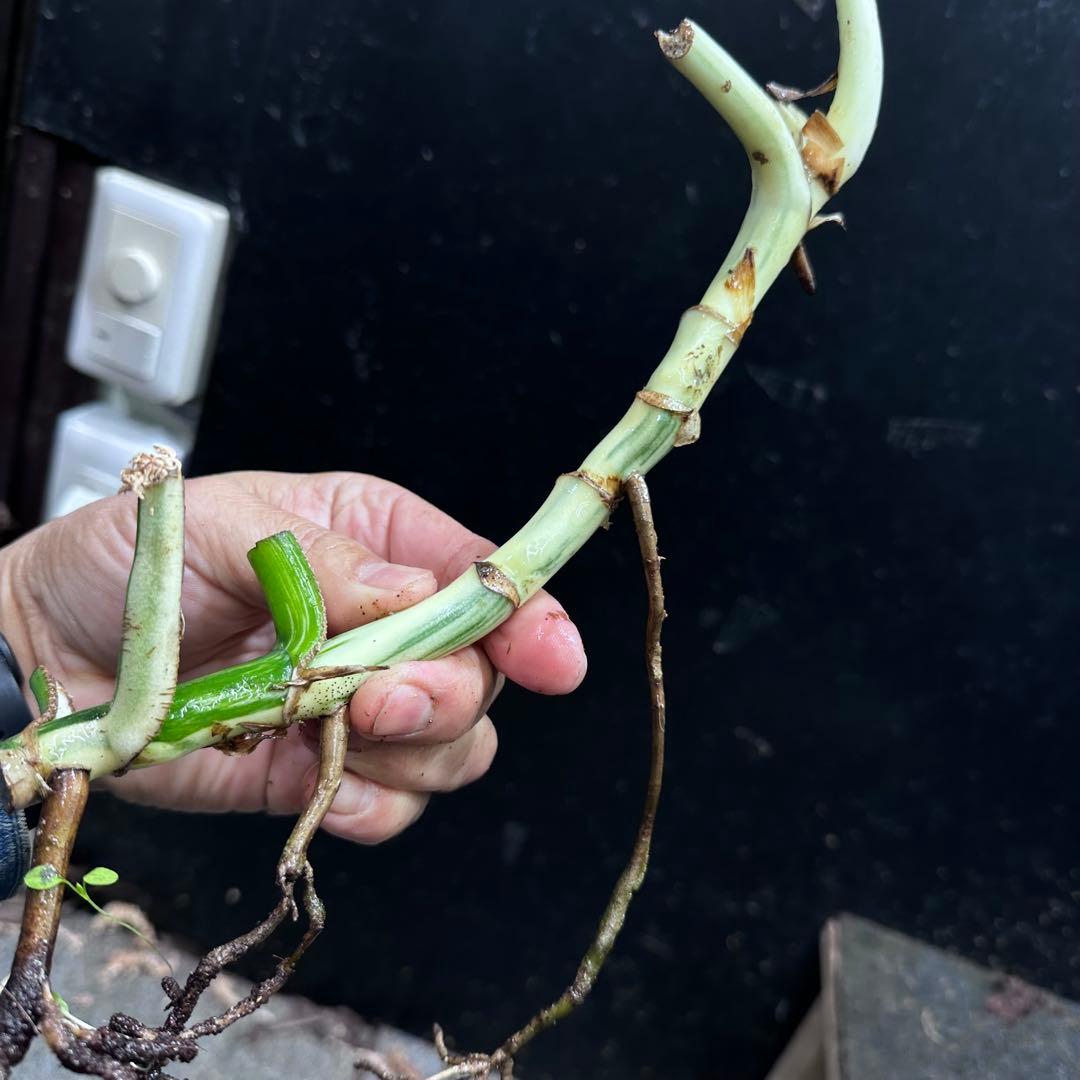 超*✿様 斑入りモンステラホワイトタイガー茎7株おまとめ