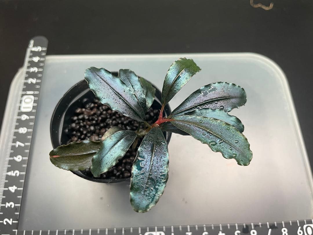 こ*ん様 ブセファランドラsp Galaxy llic midnight