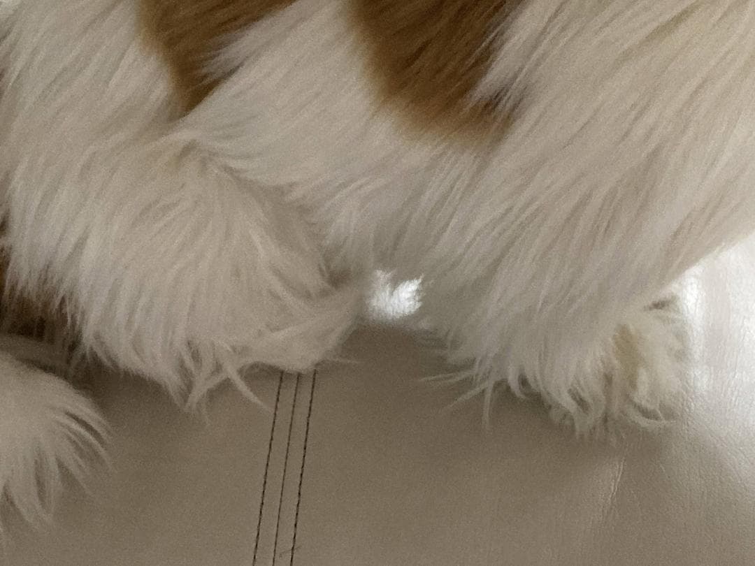 売約済み　HANSA　シーズー　ティディベア２点セット