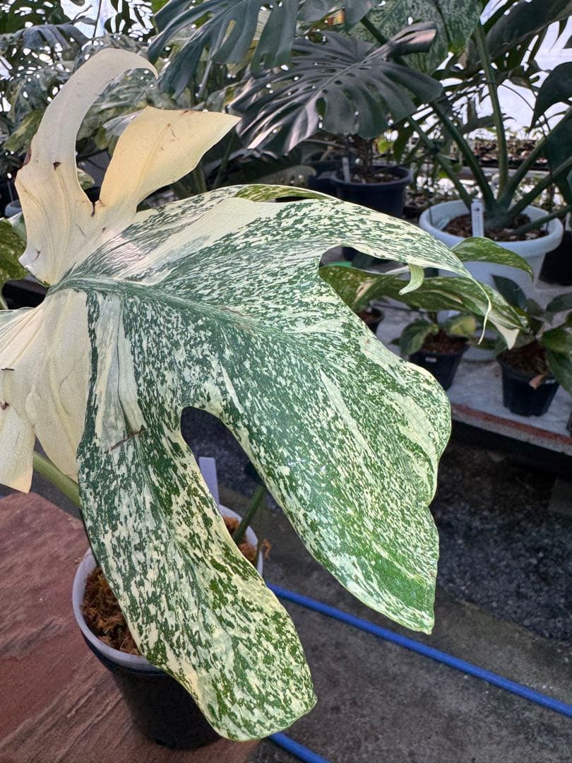 け*ん様 R4モンステラ　タイコンステレーション　スターライト