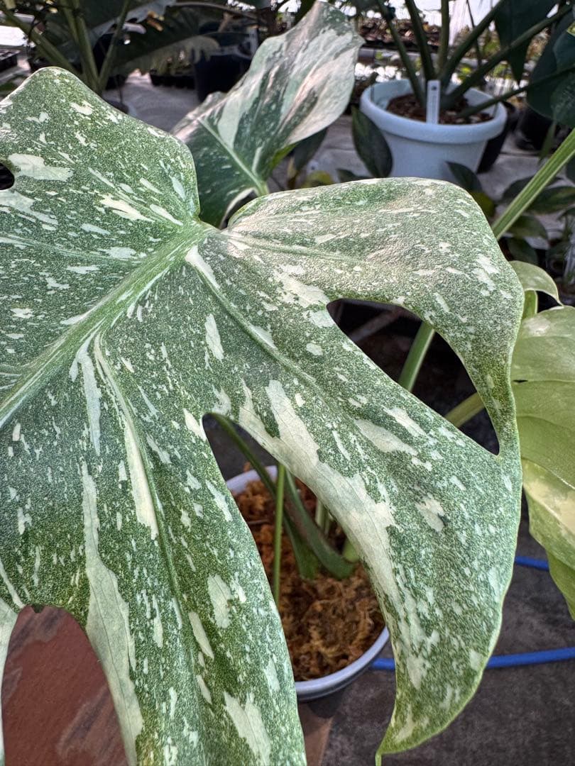 け*ん様 R4モンステラ　タイコンステレーション　スターライト