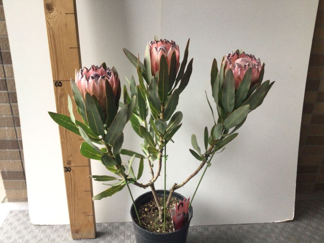お花が咲いて来たのでプライス販売。希少品種のプロテア・オーストラリスピンク3輪咲