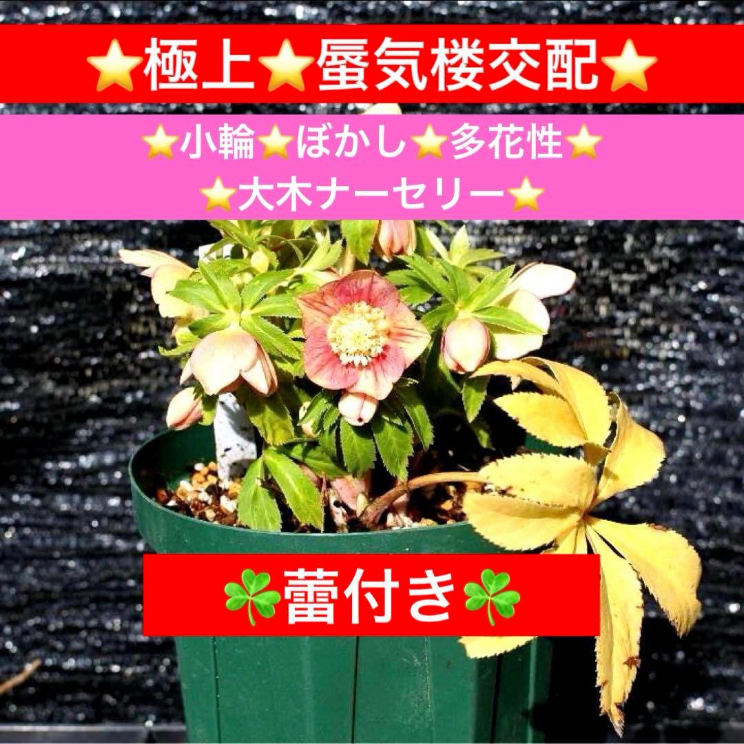 プ*ン様 3402☘️蕾付き☘️⭐️極上⭐️蜃気楼交配⭐️小輪⭐️ぼかし⭐️多花