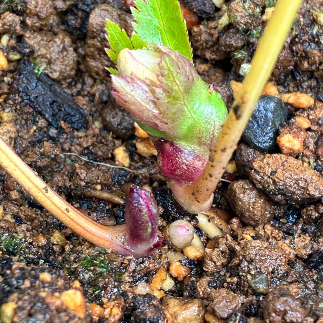 プ*ン様 3402☘️蕾付き☘️⭐️極上⭐️蜃気楼交配⭐️小輪⭐️ぼかし⭐️多花