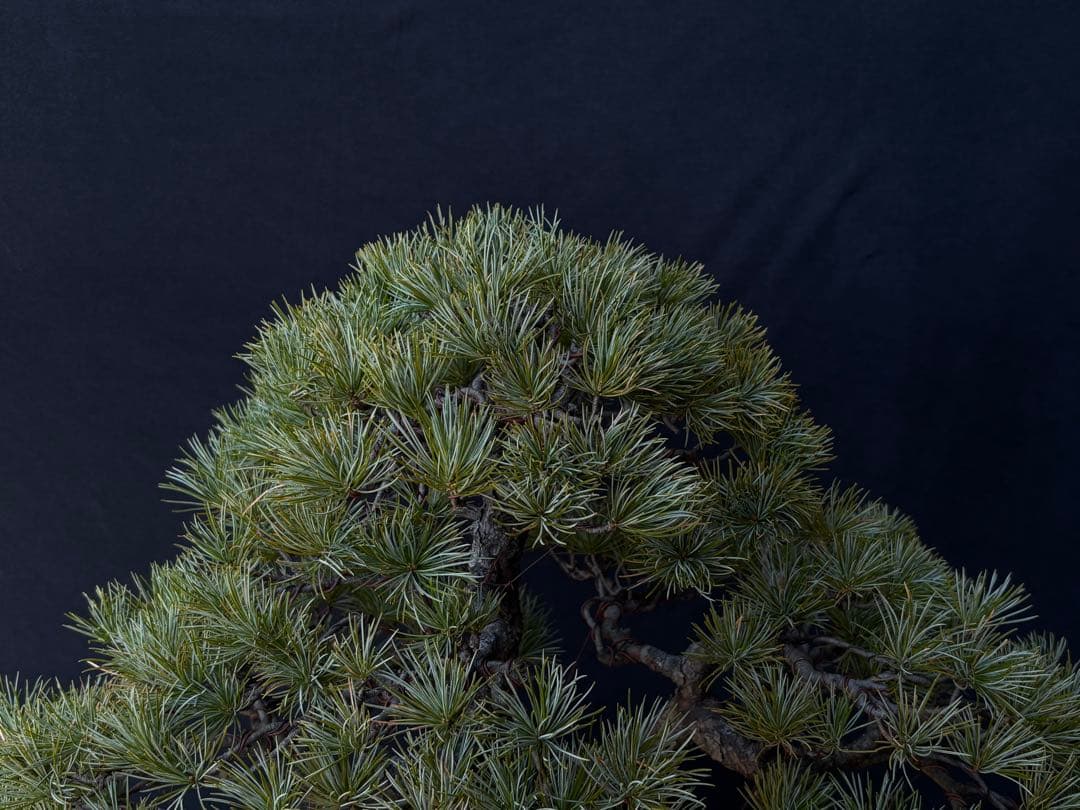 五葉松　盆栽　古木