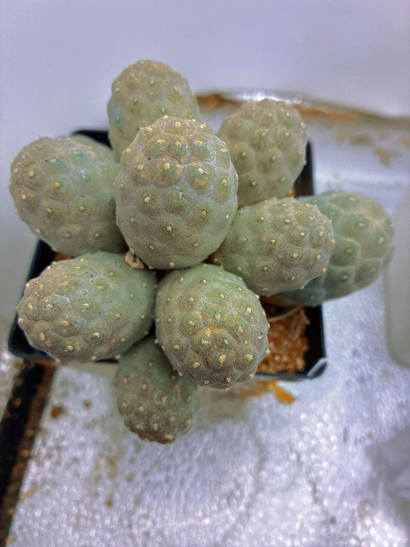 K*a様 T247多頭小型 緑色 球状サボテンテフロカクタス ゲオメトリクス（1