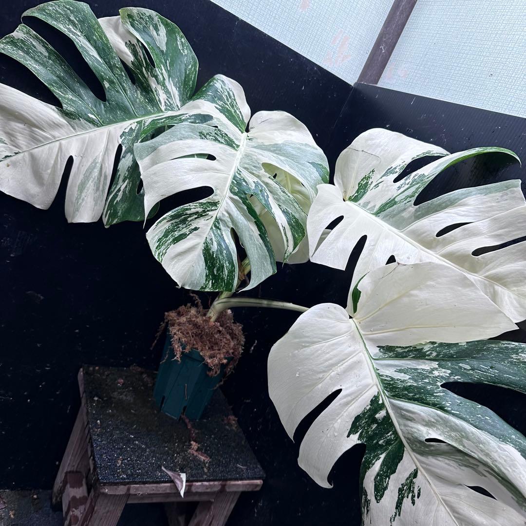ひ*読様 斑入りモンステラ ホワイトタイガー極美大株cm白斑多