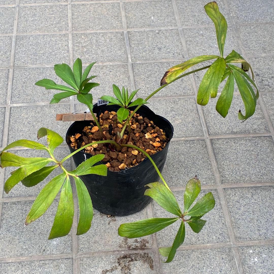 夕*え様 ❤️根パンパン❤️沢山新芽ワサワサ元気株❤️3288⭐️ふんわりパステ