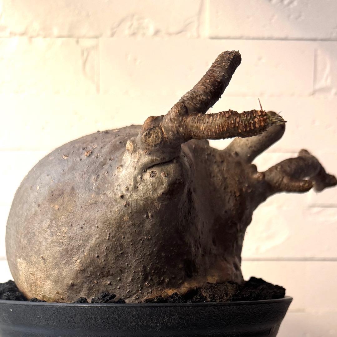 【紋次郎】PG40 パキポディウム グラキリス 発根済 現地株