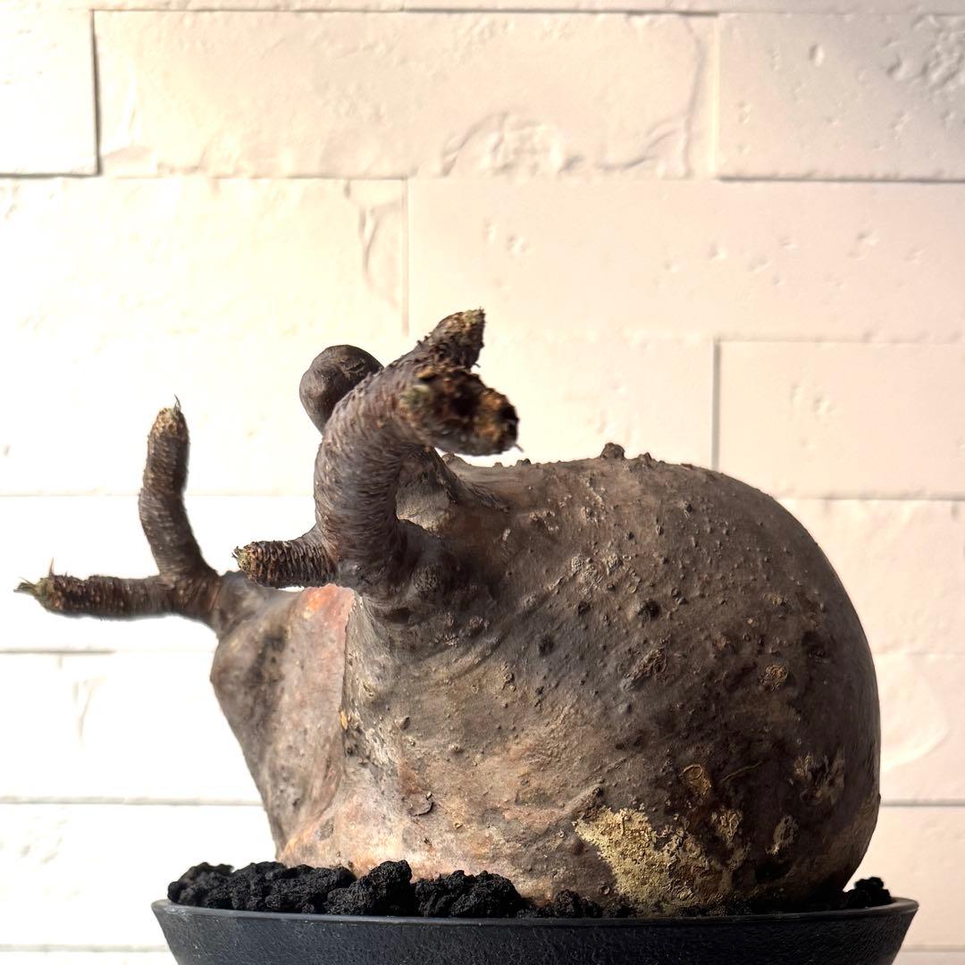 【紋次郎】PG40 パキポディウム グラキリス 発根済 現地株