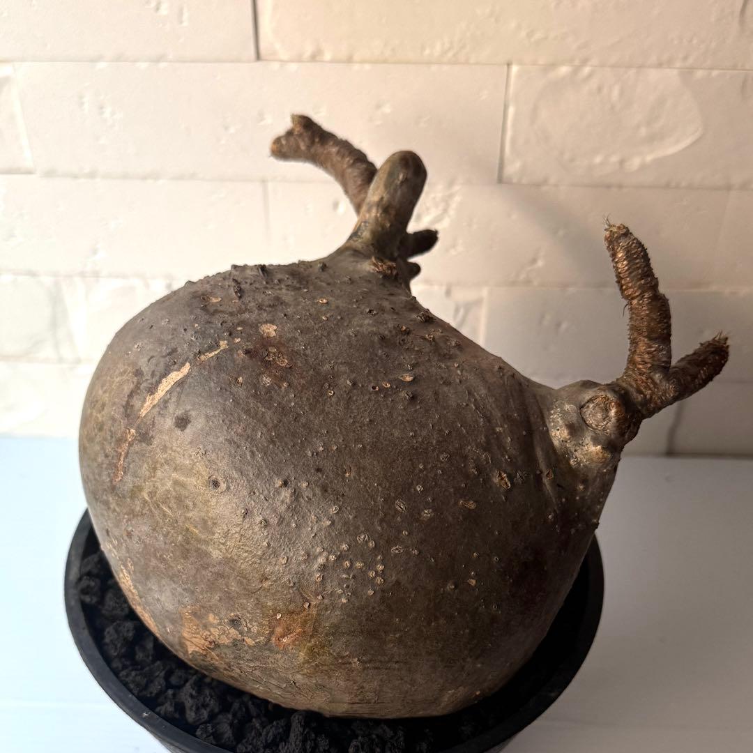 【紋次郎】PG40 パキポディウム グラキリス 発根済 現地株