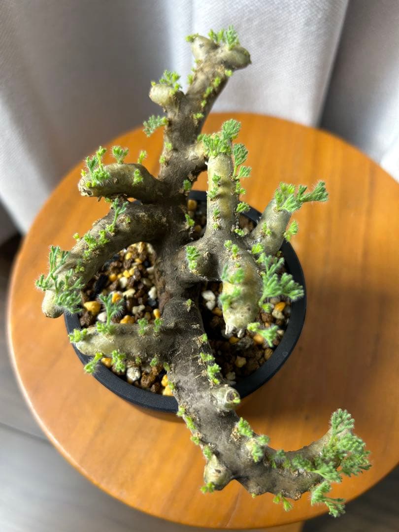 良型発根済サルコカウロン ムルチフィズム モンソニア ムルチフィダ パキプス