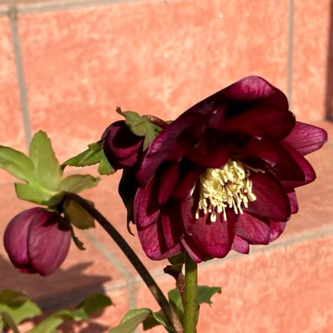 クリスマスローズ開花株 加藤農園　キラメキ⭐︎レッド