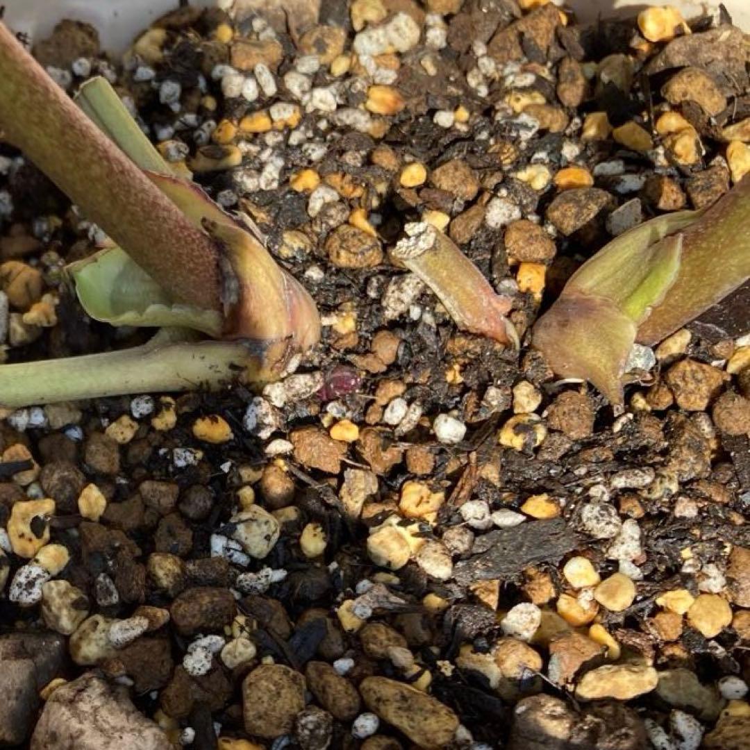 クリスマスローズ開花株 加藤農園　キラメキ⭐︎レッド