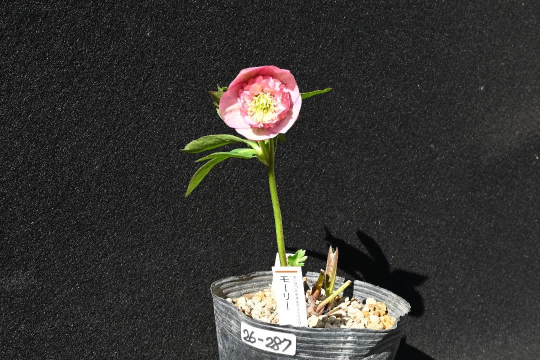 クリスマスローズ　認定カップモーリー　加藤農園