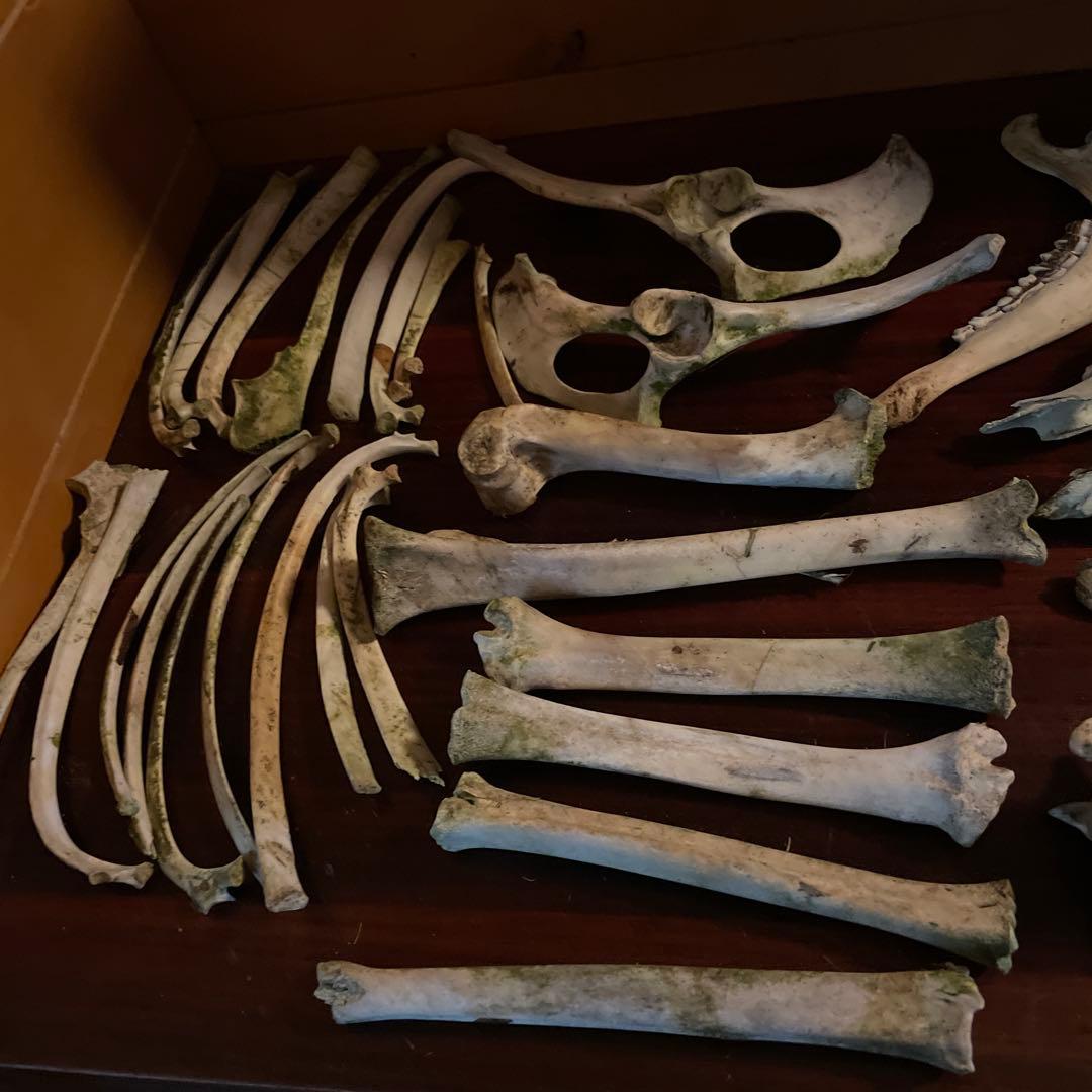 _*様 激レア美品　鹿の骨