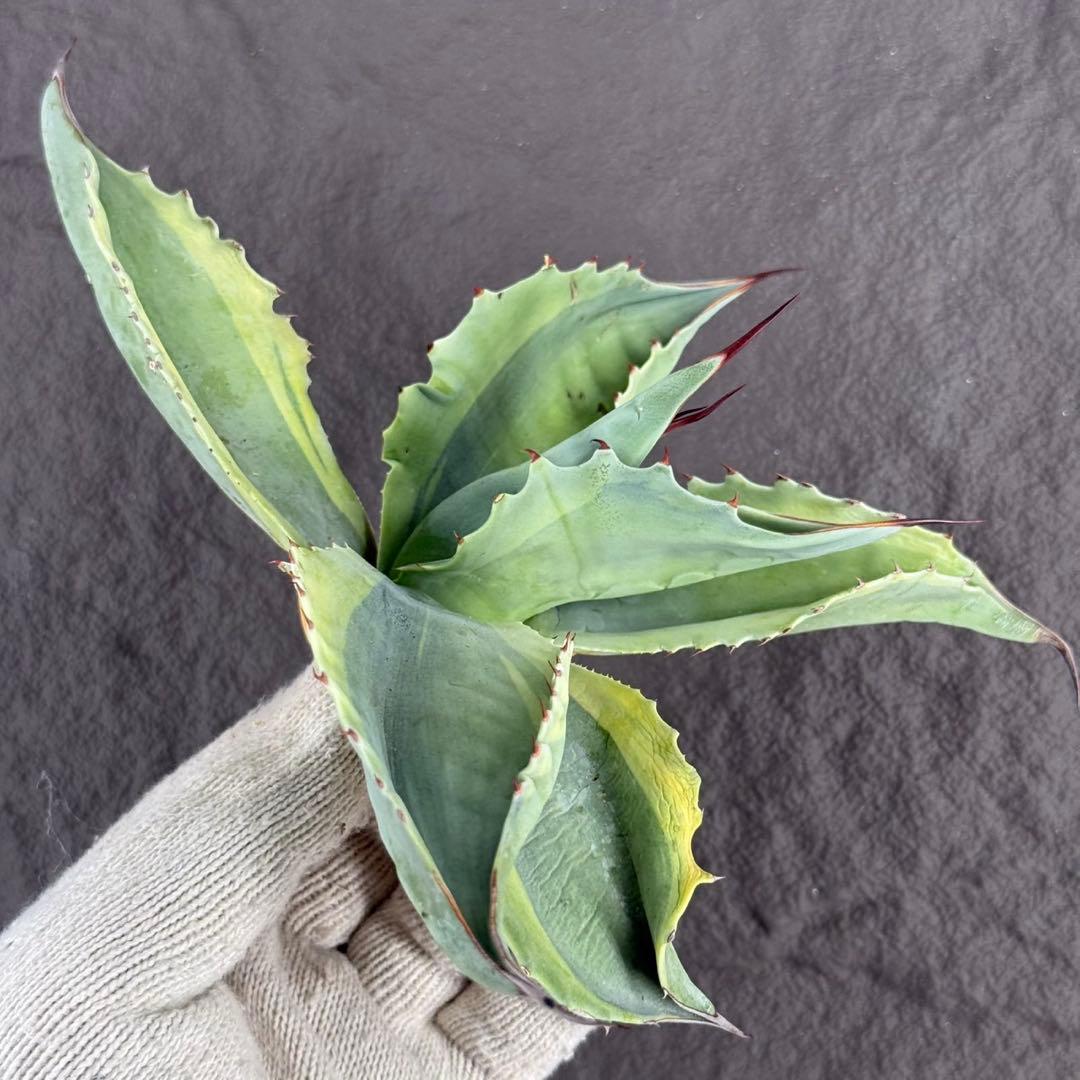 が*ぅ様 【アガベ オバティフォリア“オルカ”】地植え/-18℃まで/極上　L2