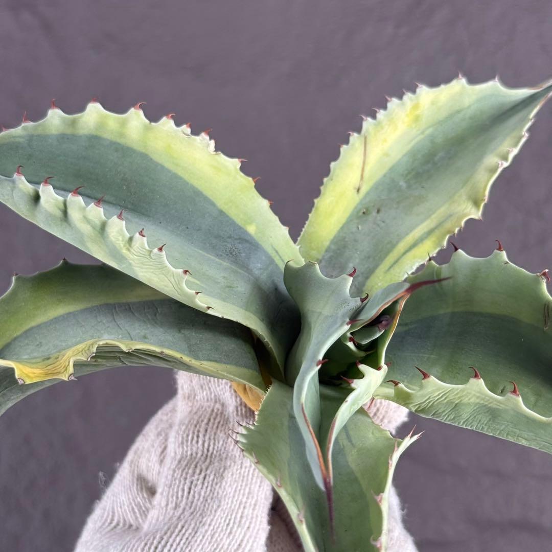 が*ぅ様 【アガベ オバティフォリア“オルカ”】地植え/-18℃まで/極上　L2