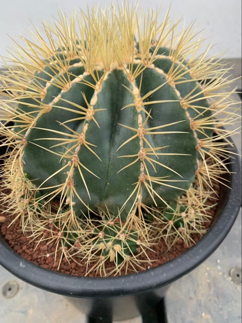 サボテン　王冠竜　鉢8号　24センチ　海さん専用ページ