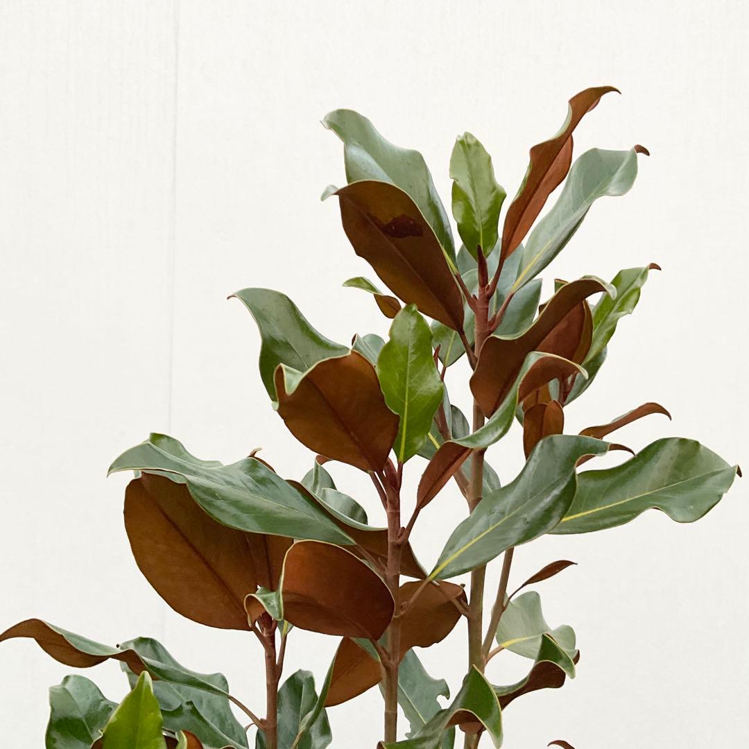 猫山さん専用　タイサンボク　ケイパレス/ 949