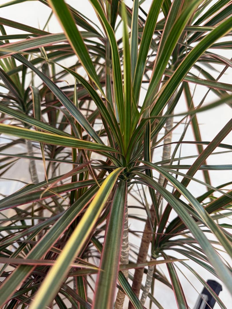 s*e様 (引き取り限定)ドラセナ・コンシンネ “レインボー”