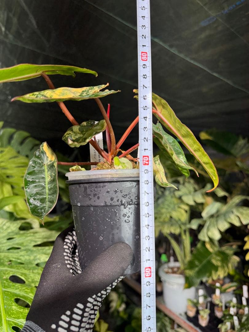 3フィロデンドロン　ビレッティア　斑入り